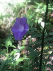 Ipomoea silvicola