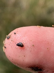 Pyrgulopsis bacchus