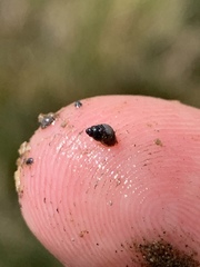 Pyrgulopsis bacchus