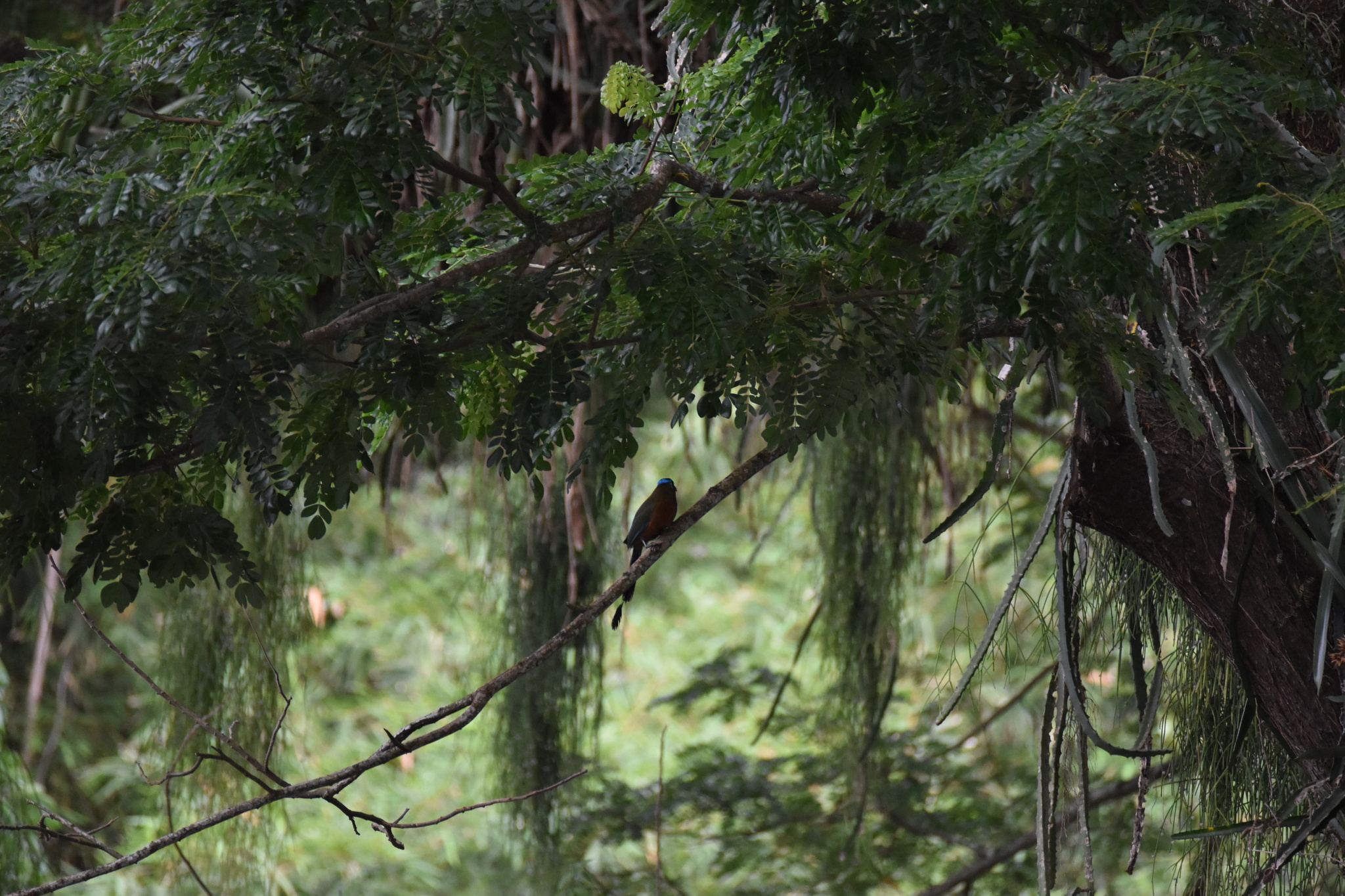 Trinidad Motmot (Momotus bahamensis), photo 2