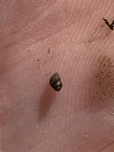 Grand Wash Springsnail