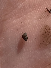 Pyrgulopsis bacchus