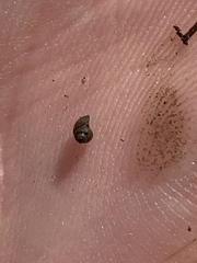 Pyrgulopsis bacchus