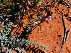 Astragalus lentiginosus wilsonii