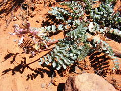 Astragalus lentiginosus wilsonii