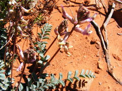 Astragalus lentiginosus wilsonii