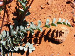 Astragalus lentiginosus wilsonii