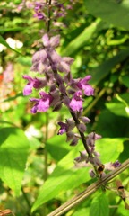 Salvia whitefoordiae