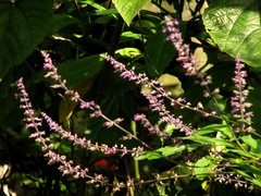 Salvia whitefoordiae