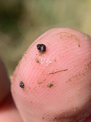 Pyrgulopsis bacchus