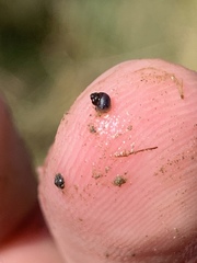 Pyrgulopsis bacchus
