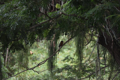 Trinidad Motmot (Momotus bahamensis)