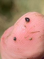 Pyrgulopsis bacchus