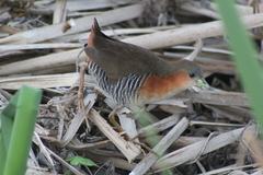 Laterallus melanophaius