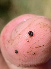 Pyrgulopsis bacchus