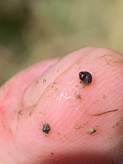 Pyrgulopsis bacchus