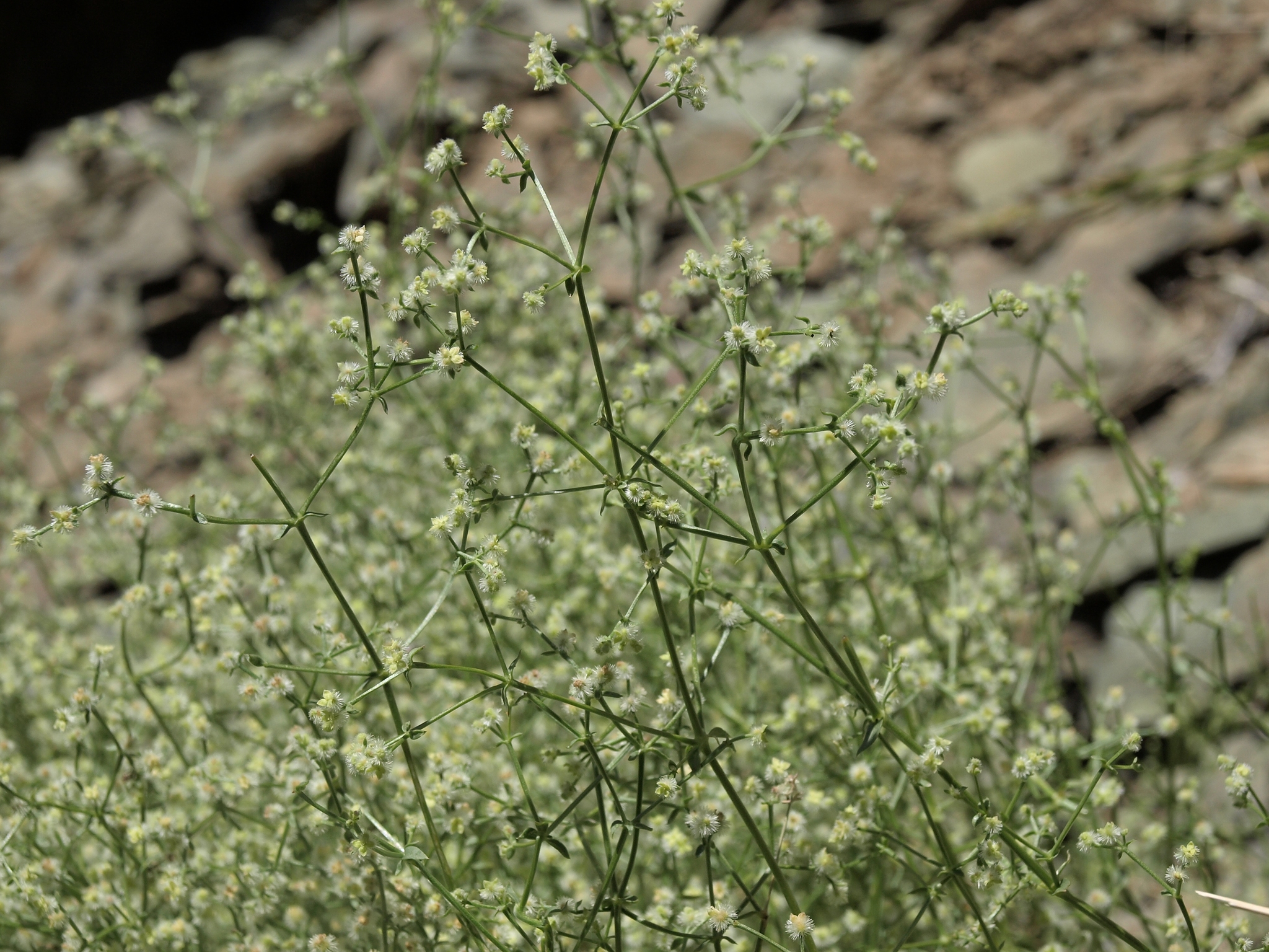 Galium matthewsii