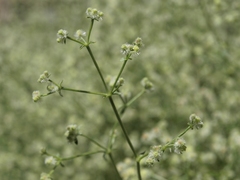 Galium matthewsii