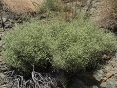 Galium matthewsii