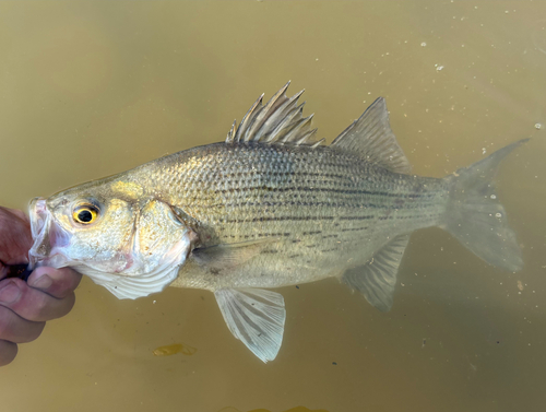 White × Striped Bass