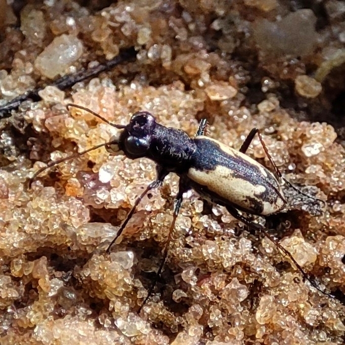 Cylindera obliquealba
