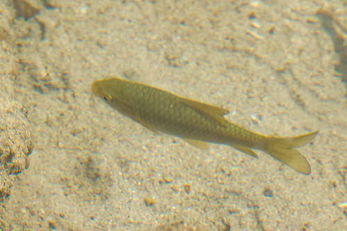 Himri (Carasobarbus luteus) — Cyprinidae — 3