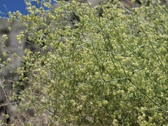 Galium matthewsii