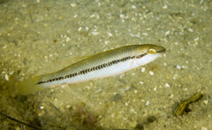 Little Weed-Whiting photo 5