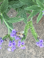 Apis mellifera