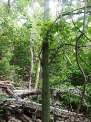 Cephalocereus nudus