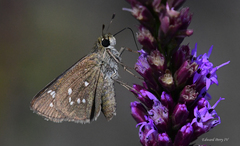 Hesperia attalus slossonae