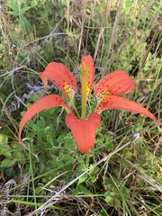 Lilium catesbaei image