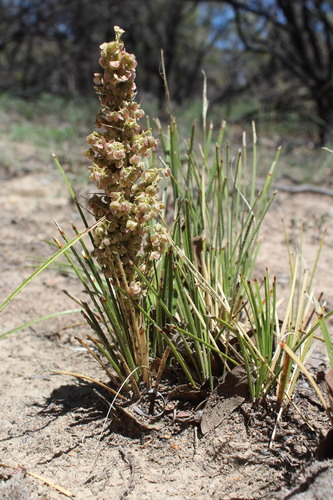 Nolina juncea