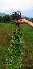 Ipomoea decasperma