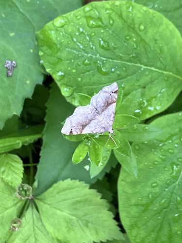 Six-spotted Gray photo 3