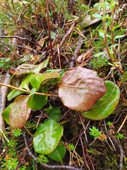Pyrola media