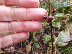 Pyrola media