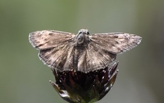 Erynnis zarucco