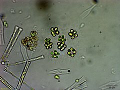 Sphaerocystis