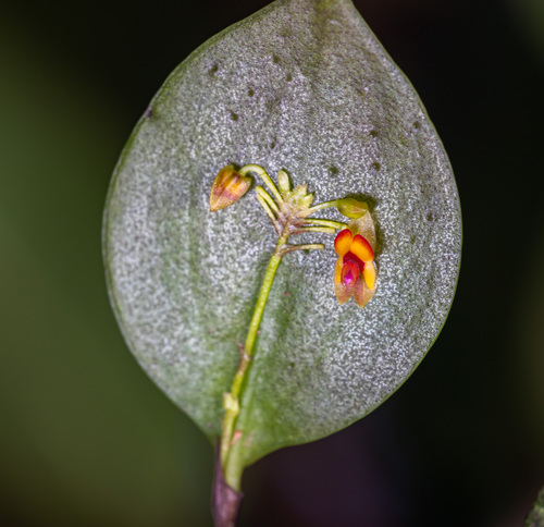 Lepanthes pecunialis, photograph 1
