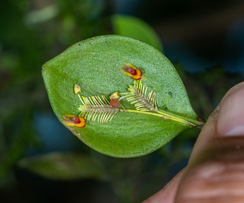 Coin-Shaped leaf Lepanthes (Lepanthes pecunialis)