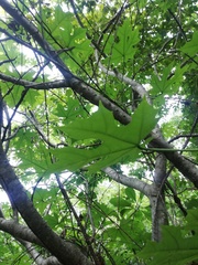 Cnidoscolus megacanthus