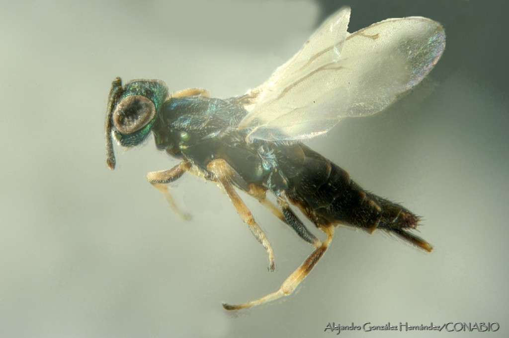 Brasema limneriae