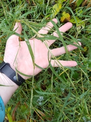 Muhlenbergia frondosa