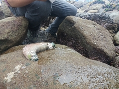 Athyonidium chilensis