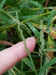 Muhlenbergia frondosa