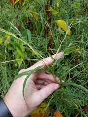 Muhlenbergia frondosa