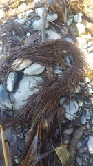 Gracilariopsis