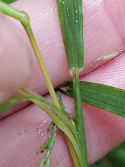 Muhlenbergia frondosa