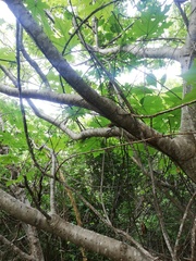 Cnidoscolus megacanthus